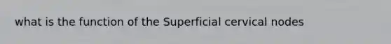 what is the function of the Superficial cervical nodes