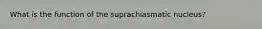 What is the function of the suprachiasmatic nucleus?