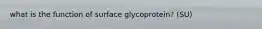 what is the function of surface glycoprotein? (SU)