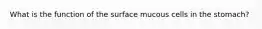 What is the function of the surface mucous cells in the stomach?