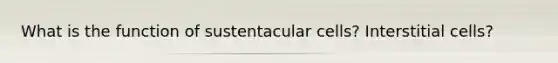 What is the function of sustentacular cells? Interstitial cells?