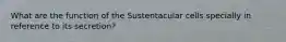 What are the function of the Sustentacular cells specially in reference to its secretion?