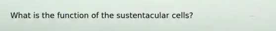 What is the function of the sustentacular cells?