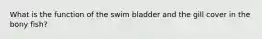 What is the function of the swim bladder and the gill cover in the bony fish?