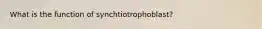 What is the function of synchtiotrophoblast?