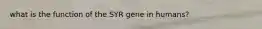 what is the function of the SYR gene in humans?