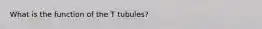 What is the function of the T tubules?