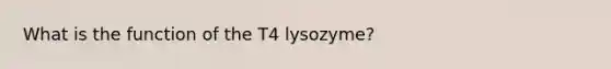 What is the function of the T4 lysozyme?