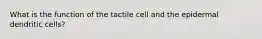 What is the function of the tactile cell and the epidermal dendritic cells?