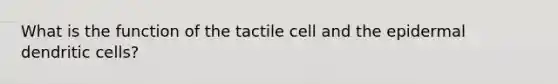 What is the function of the tactile cell and the epidermal dendritic cells?