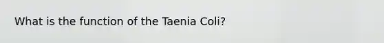 What is the function of the Taenia Coli?