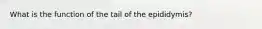 What is the function of the tail of the epididymis?