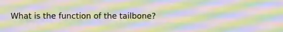 What is the function of the tailbone?