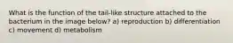What is the function of the tail-like structure attached to the bacterium in the image below? a) reproduction b) differentiation c) movement d) metabolism