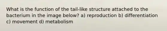 What is the function of the tail-like structure attached to the bacterium in the image below? a) reproduction b) differentiation c) movement d) metabolism