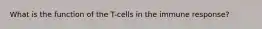 What is the function of the T-cells in the immune response?