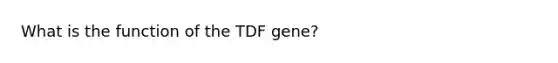 What is the function of the TDF gene?