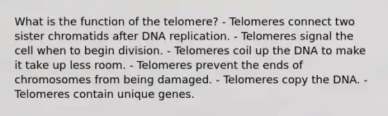 What is the function of the telomere? - Telomeres connect two sister chromatids after <a href='https://www.questionai.com/knowledge/kofV2VQU2J-dna-replication' class='anchor-knowledge'>dna replication</a>. - Telomeres signal the cell when to begin division. - Telomeres coil up the DNA to make it take up less room. - Telomeres prevent the ends of chromosomes from being damaged. - Telomeres copy the DNA. - Telomeres contain unique genes.