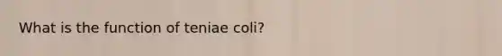 What is the function of teniae coli?