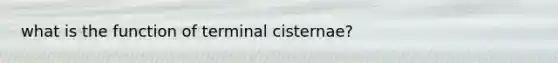 what is the function of terminal cisternae?