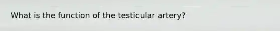 What is the function of the testicular artery?