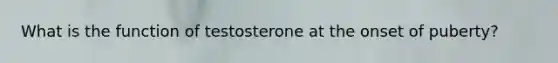 What is the function of testosterone at the onset of puberty?