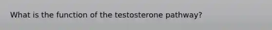 What is the function of the testosterone pathway?