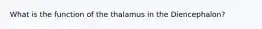 What is the function of the thalamus in the Diencephalon?