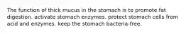 The function of thick mucus in the stomach is to promote fat digestion. activate stomach enzymes. protect stomach cells from acid and enzymes. keep the stomach bacteria-free.