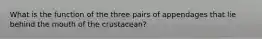 What is the function of the three pairs of appendages that lie behind the mouth of the crustacean?