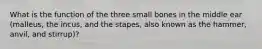 What is the function of the three small bones in the middle ear (malleus, the incus, and the stapes, also known as the hammer, anvil, and stirrup)?