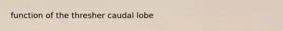 function of the thresher caudal lobe