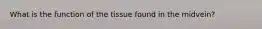 What is the function of the tissue found in the midvein?