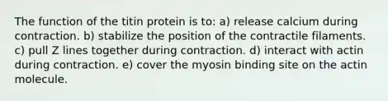 The function of the titin protein is to: a) release calcium during contraction. b) stabilize the position of the contractile filaments. c) pull Z lines together during contraction. d) interact with actin during contraction. e) cover the myosin binding site on the actin molecule.