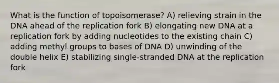 What is the function of topoisomerase? A) relieving strain in the DNA ahead of the replication fork B) elongating new DNA at a replication fork by adding nucleotides to the existing chain C) adding methyl groups to bases of DNA D) unwinding of the double helix E) stabilizing single-stranded DNA at the replication fork