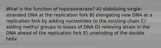 What is the function of topoisomerase? A) stabilizing single-stranded DNA at the replication fork B) elongating new DNA at a replication fork by adding nucleotides to the existing chain C) adding methyl groups to bases of DNA D) relieving strain in the DNA ahead of the replication fork E) unwinding of the double helix