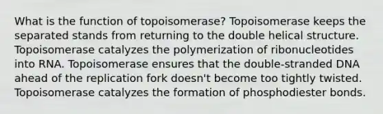 What is the function of topoisomerase? Topoisomerase keeps the separated stands from returning to the double helical structure. Topoisomerase catalyzes the polymerization of ribonucleotides into RNA. Topoisomerase ensures that the double-stranded DNA ahead of the replication fork doesn't become too tightly twisted. Topoisomerase catalyzes the formation of phosphodiester bonds.