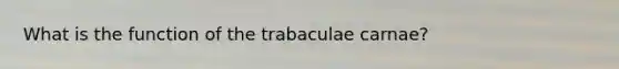 What is the function of the trabaculae carnae?