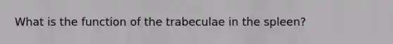 What is the function of the trabeculae in the spleen?