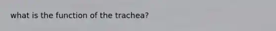 what is the function of the trachea?