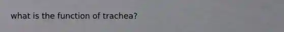 what is the function of trachea?