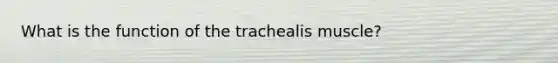 What is the function of the trachealis muscle?