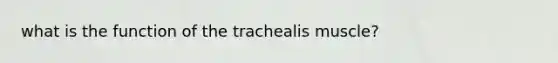 what is the function of the trachealis muscle?