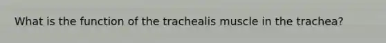 What is the function of the trachealis muscle in the trachea?