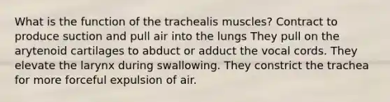 What is the function of the trachealis muscles? Contract to produce suction and pull air into the lungs They pull on the arytenoid cartilages to abduct or adduct the vocal cords. They elevate the larynx during swallowing. They constrict the trachea for more forceful expulsion of air.