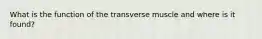 What is the function of the transverse muscle and where is it found?