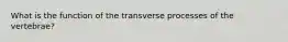 What is the function of the transverse processes of the vertebrae?