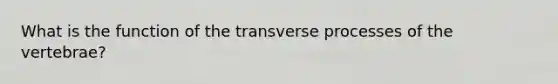 What is the function of the transverse processes of the vertebrae?