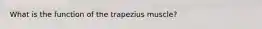 What is the function of the trapezius muscle?