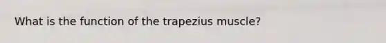 What is the function of the trapezius muscle?